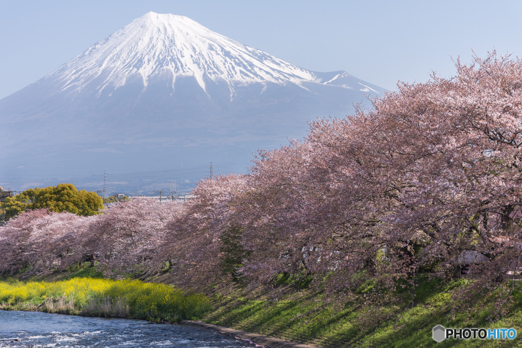 桜と富士山