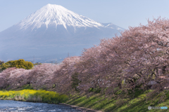 桜と富士山