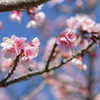 春気分　桜