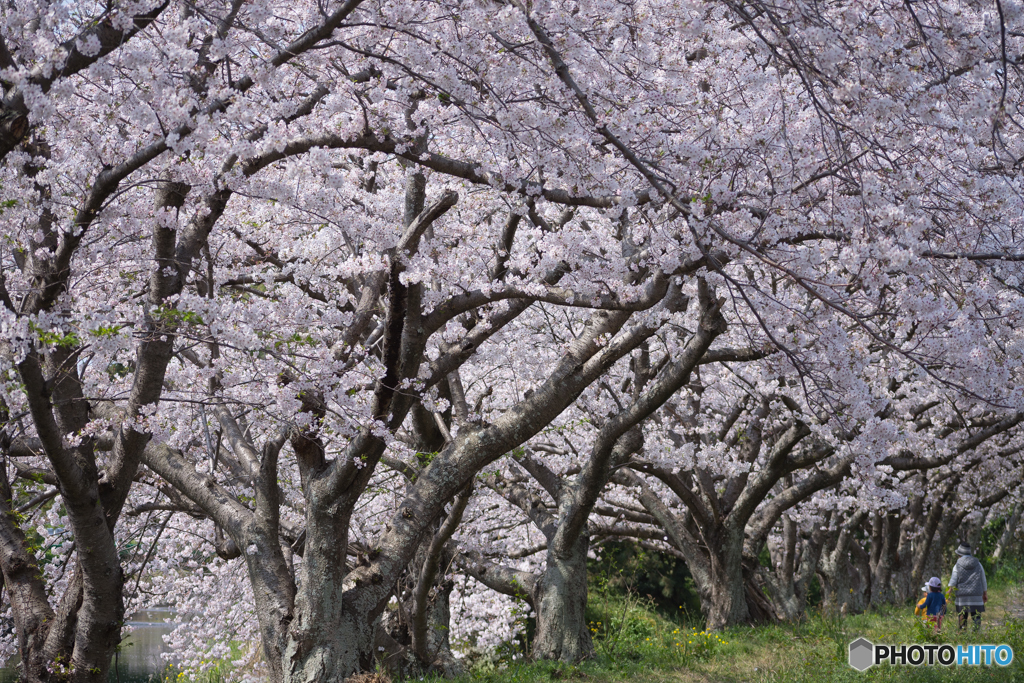 桜