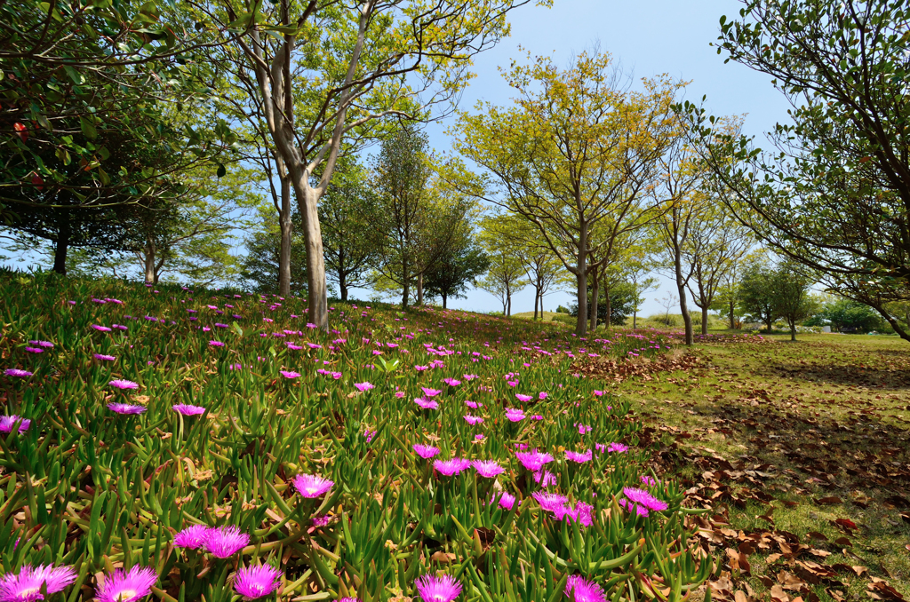 公園散歩