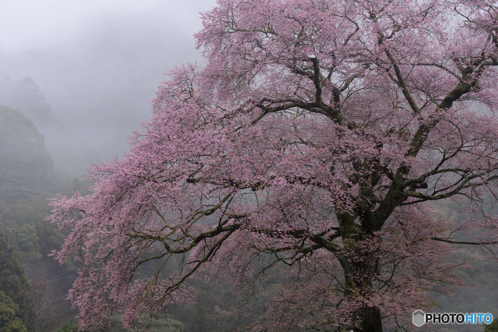 霧雨桜