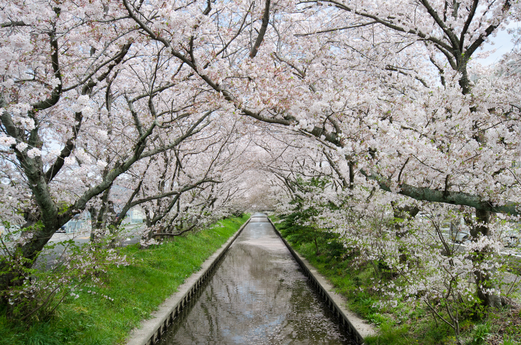 桜のアーチ