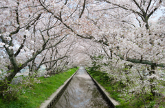桜のアーチ