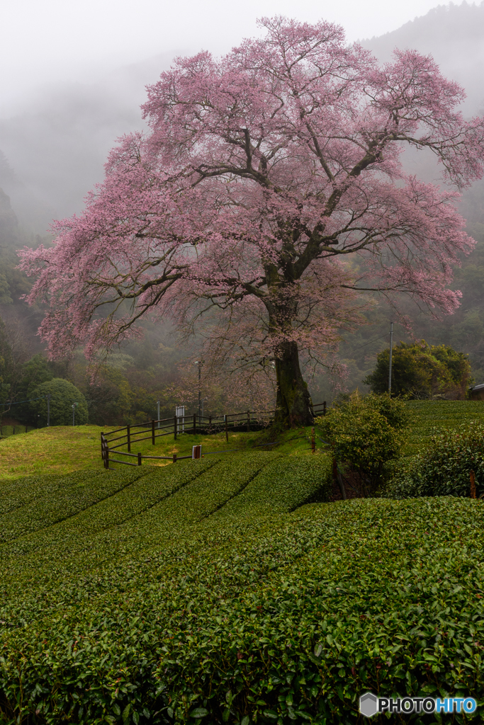 一本桜