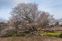 狩宿の下馬桜