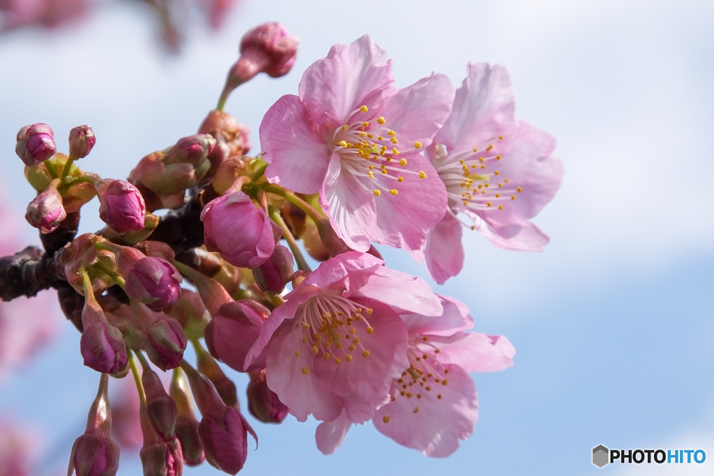 河津桜