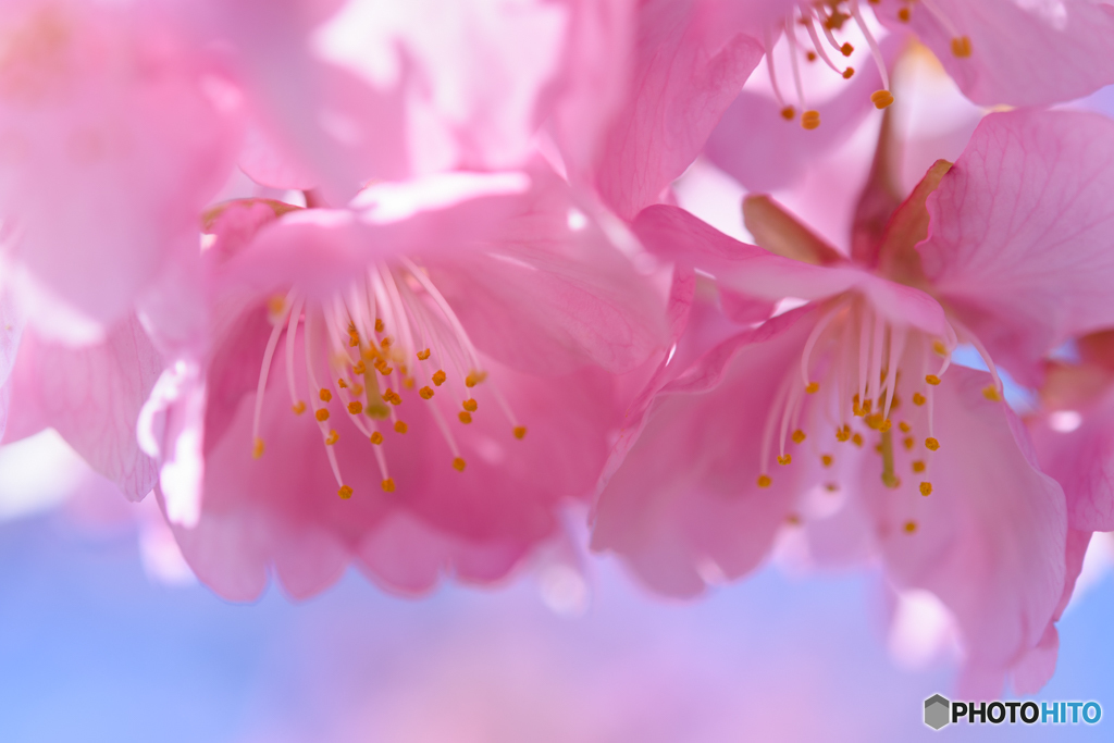 sakura