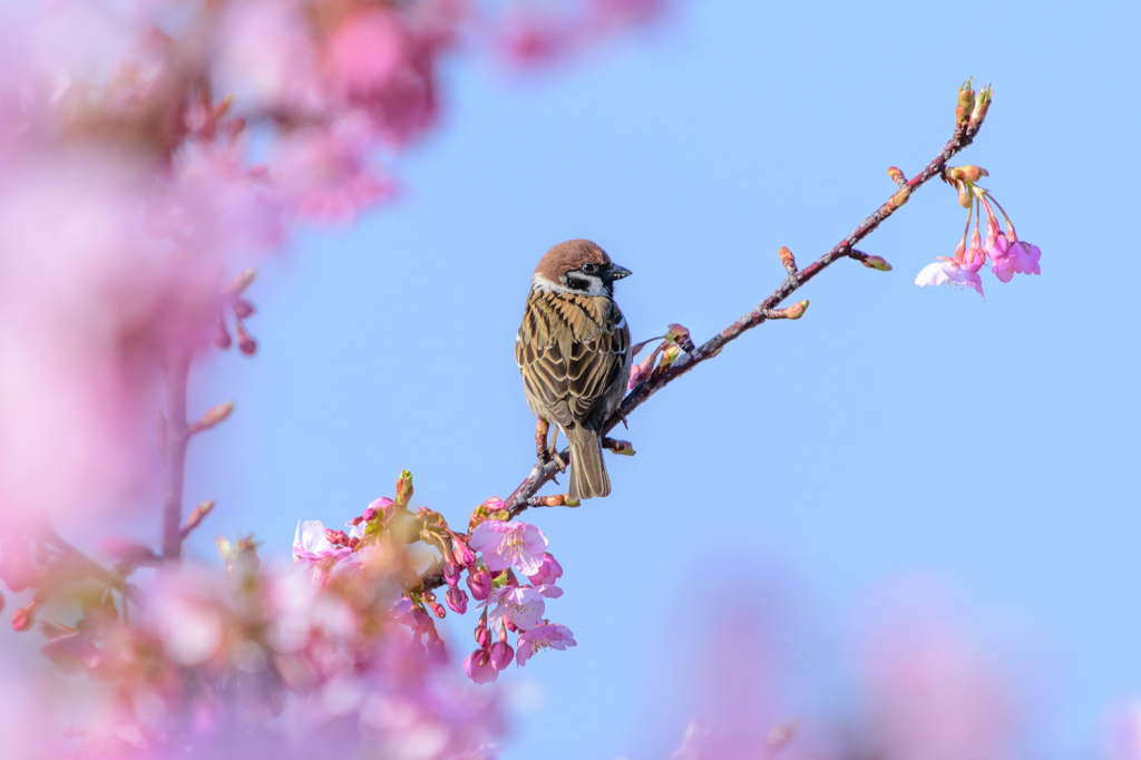 雀と桜