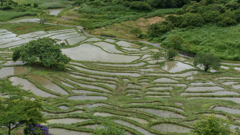 棚田