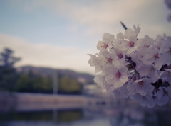 SAKURA咲く