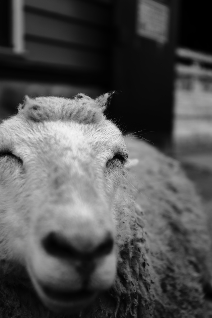 sheep