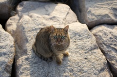 アイシャドウ
