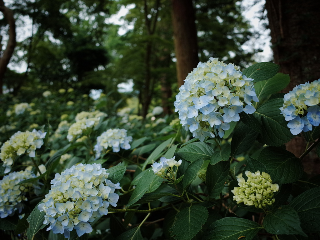 紫陽花