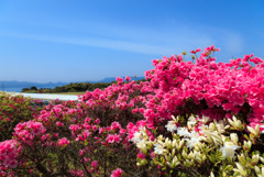 つつじと九十九島