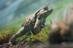 大地を踏みしめて