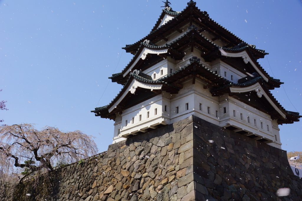 一足遅れの桜吹雪