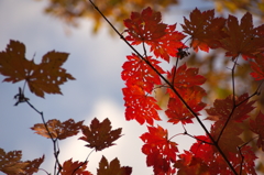 虫喰紅葉