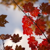 虫喰紅葉