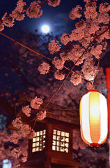 夜桜散歩