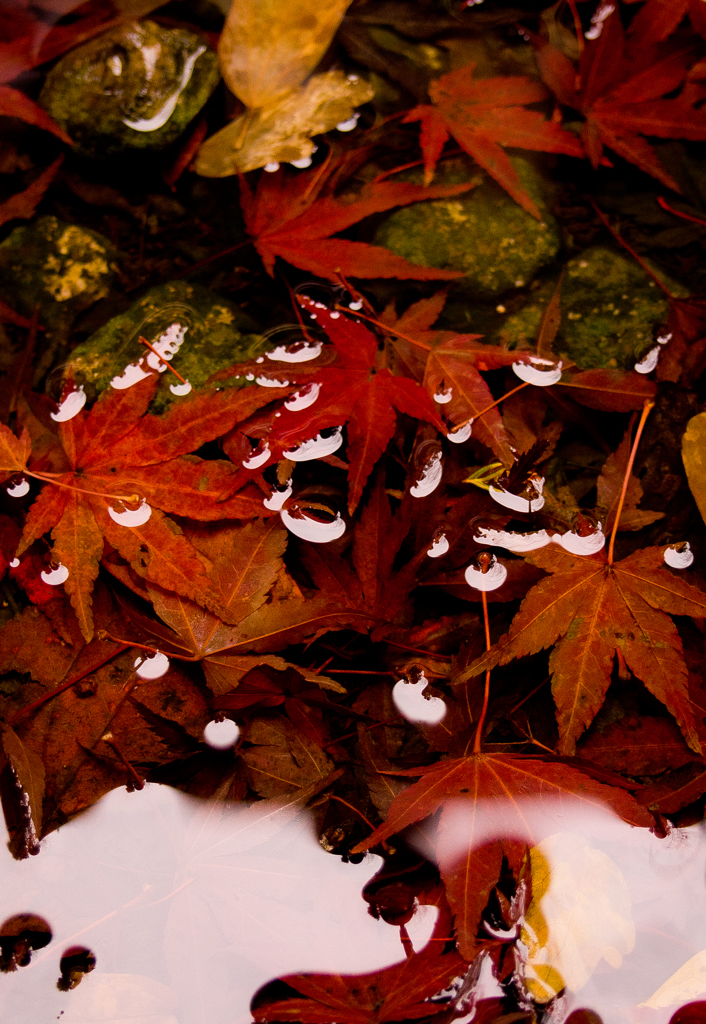 紅の泪