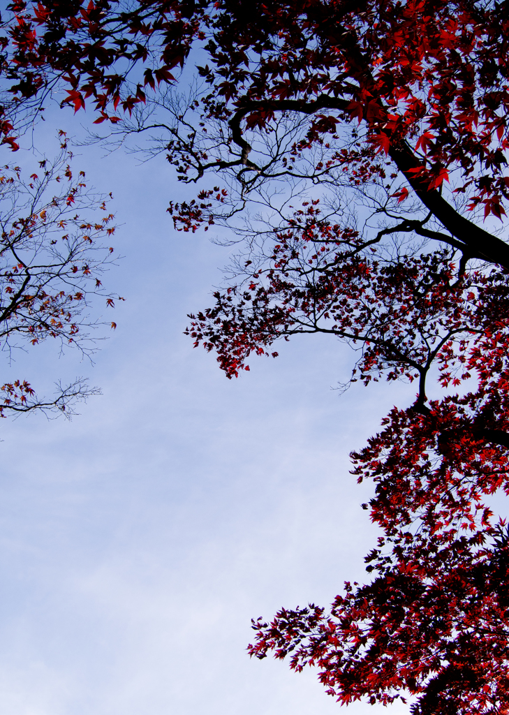 紅の空