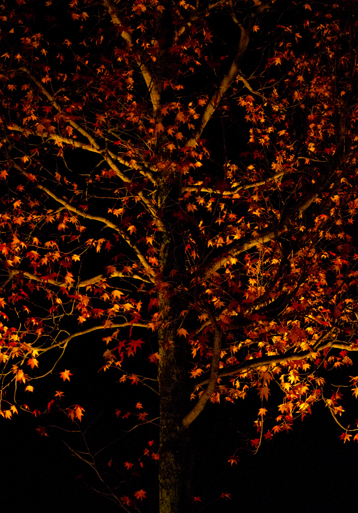 紅葉の夜
