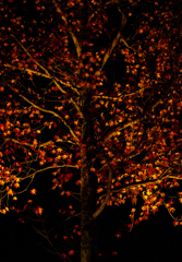 紅葉の夜
