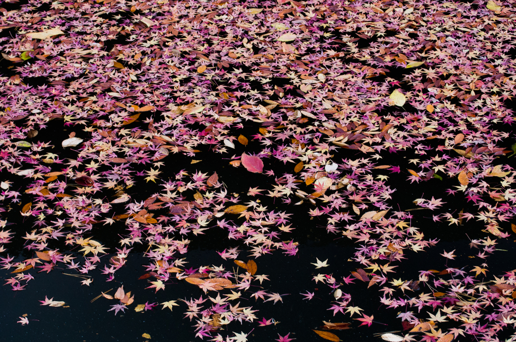 紅の小舟