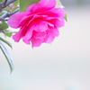 冬に咲く花