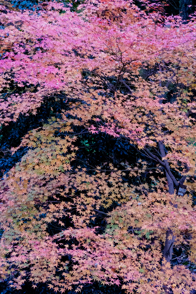 平家物語