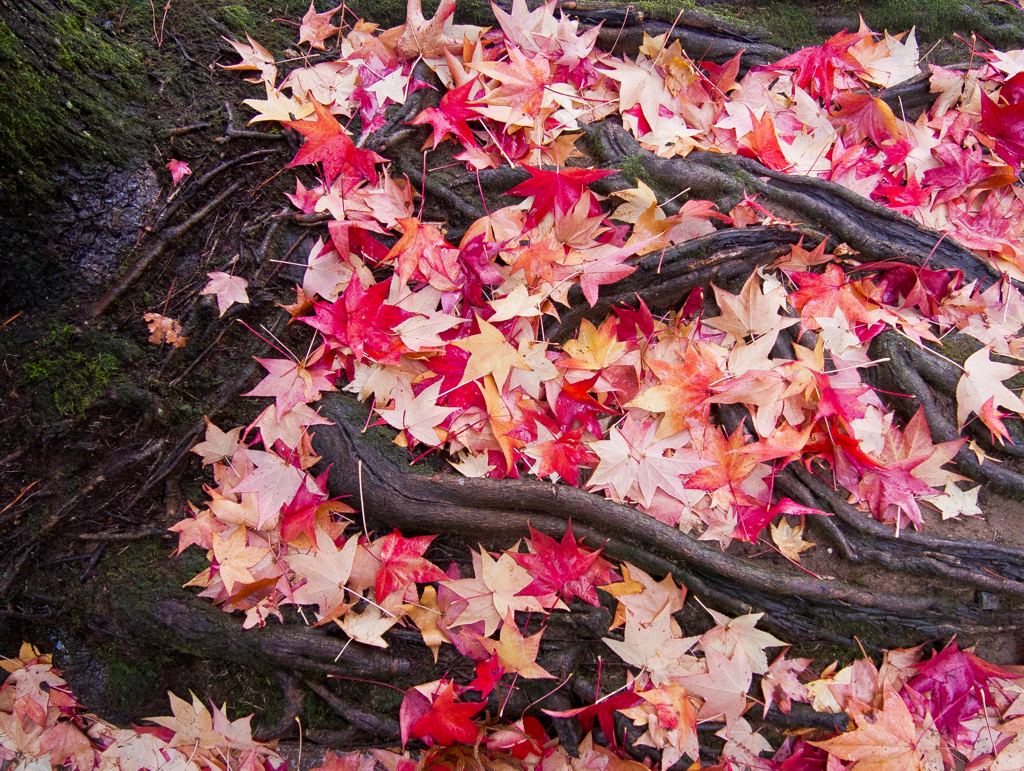 紅葉