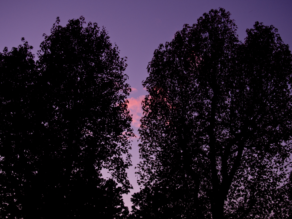 夕焼けの紅葉