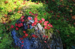 小さな紅葉
