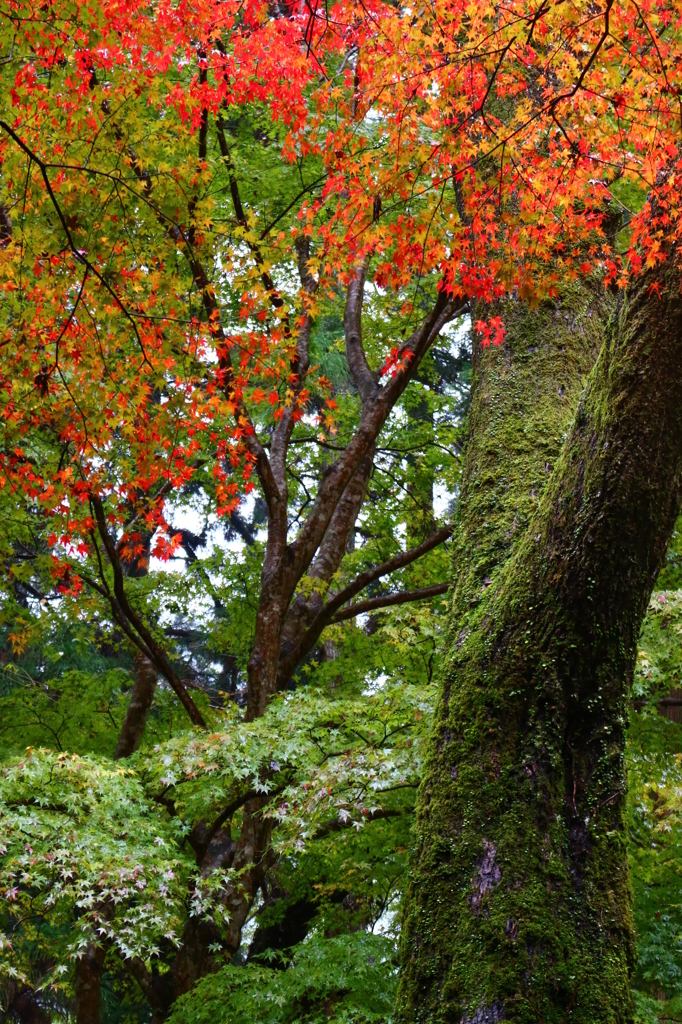 苔むした森の中