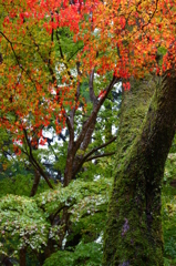 苔むした森の中