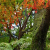 苔むした森の中