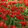 彼岸花のようなチューリップ