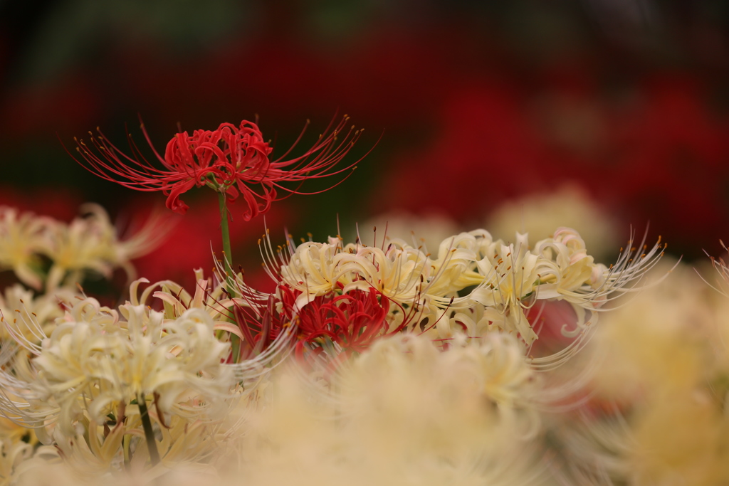紅一点