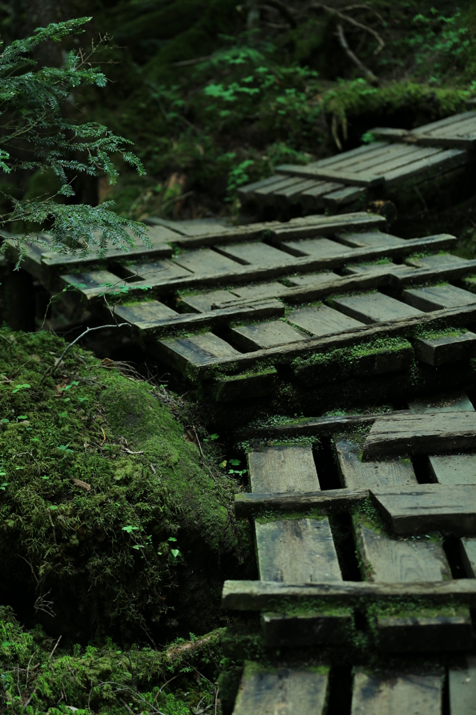 苔の道