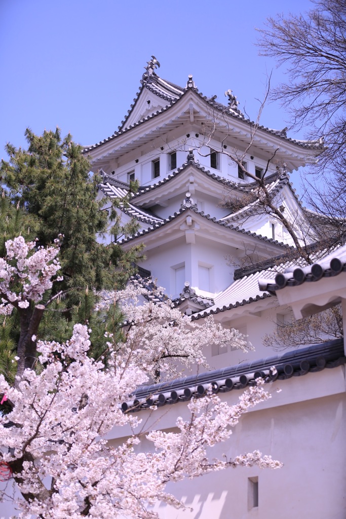春の大垣城