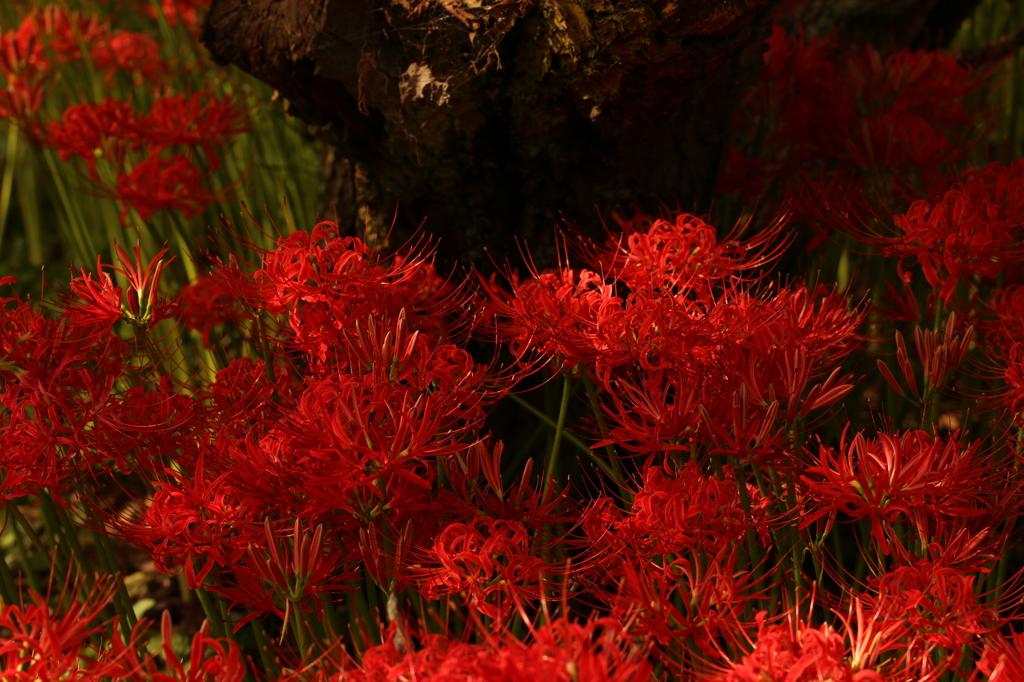 曼珠沙華