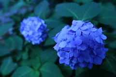 新宿の紫陽花 1