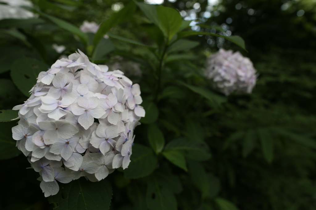 白い紫陽花