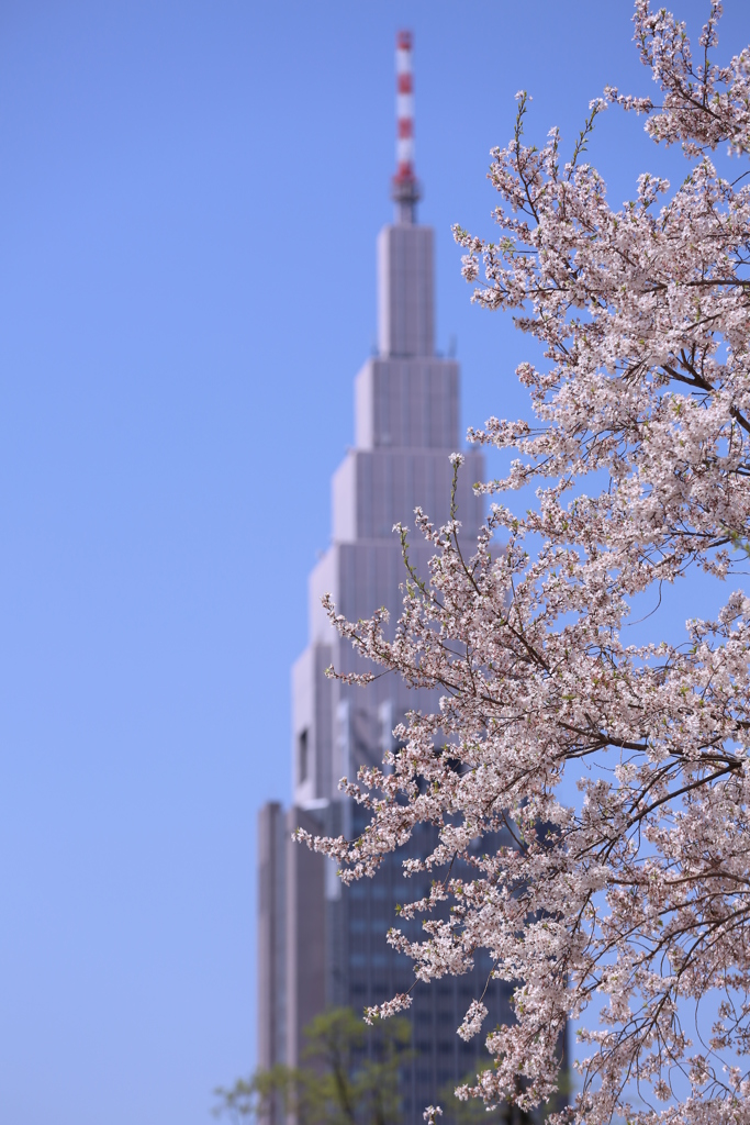 東京の春