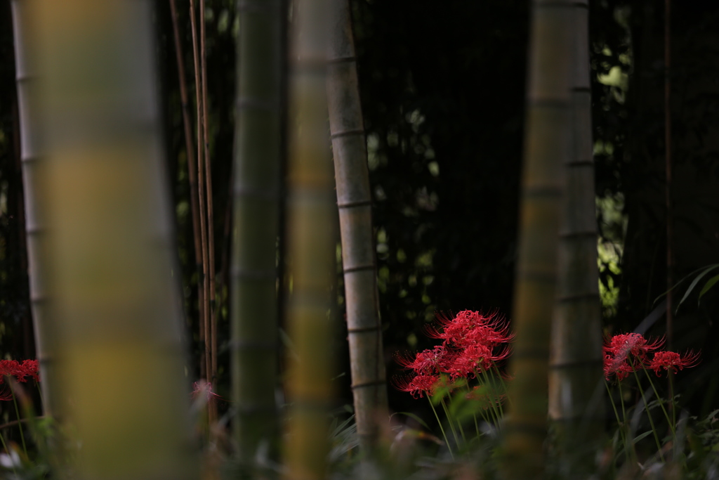 竹林の曼珠沙華