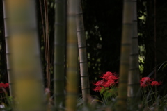 竹林の曼珠沙華