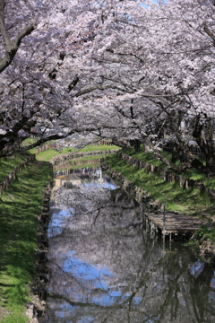 桜の城下町
