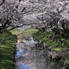 桜の城下町