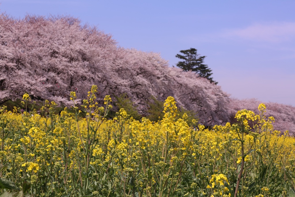 権現堂公園の桜